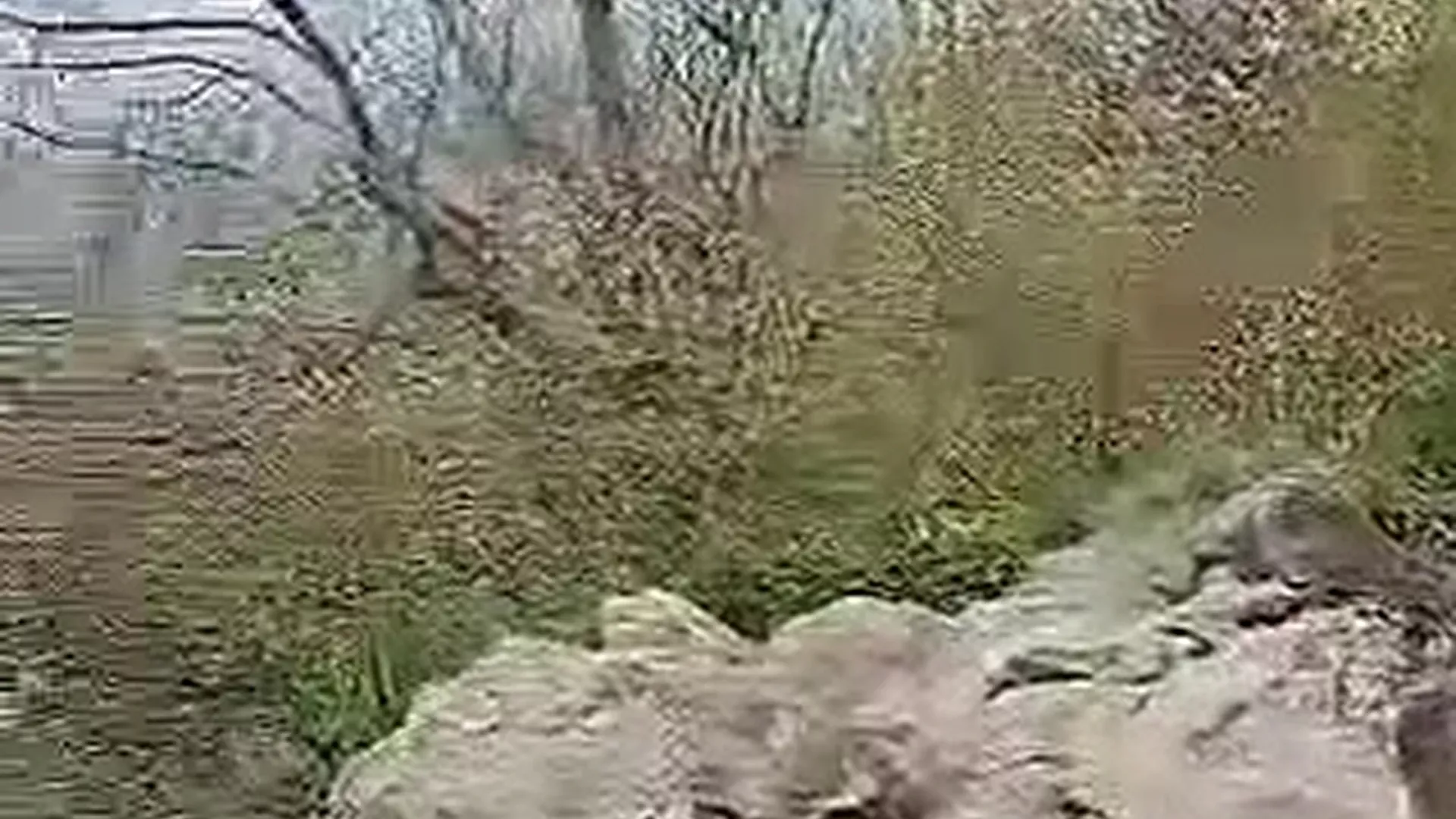 PolaRainbow ass tease in the woods outdoor onlyfans leak